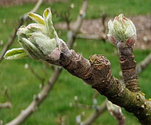 Watching Bud Stages