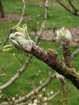 Apple bud stage 4