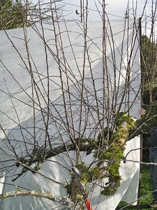 One limb of an old Gravenstein apple. You can see how the vigor in the tree has caused 'watersprouts'