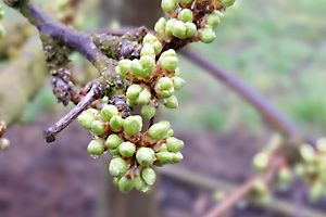 Japanese plum buds, at stage 3