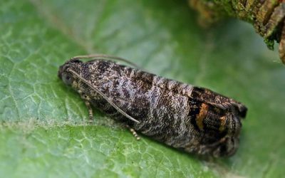 Codling Moth & Apple Maggot Alert 2020