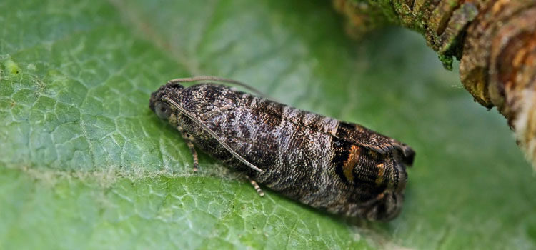 Codling Moth Tracking Tool