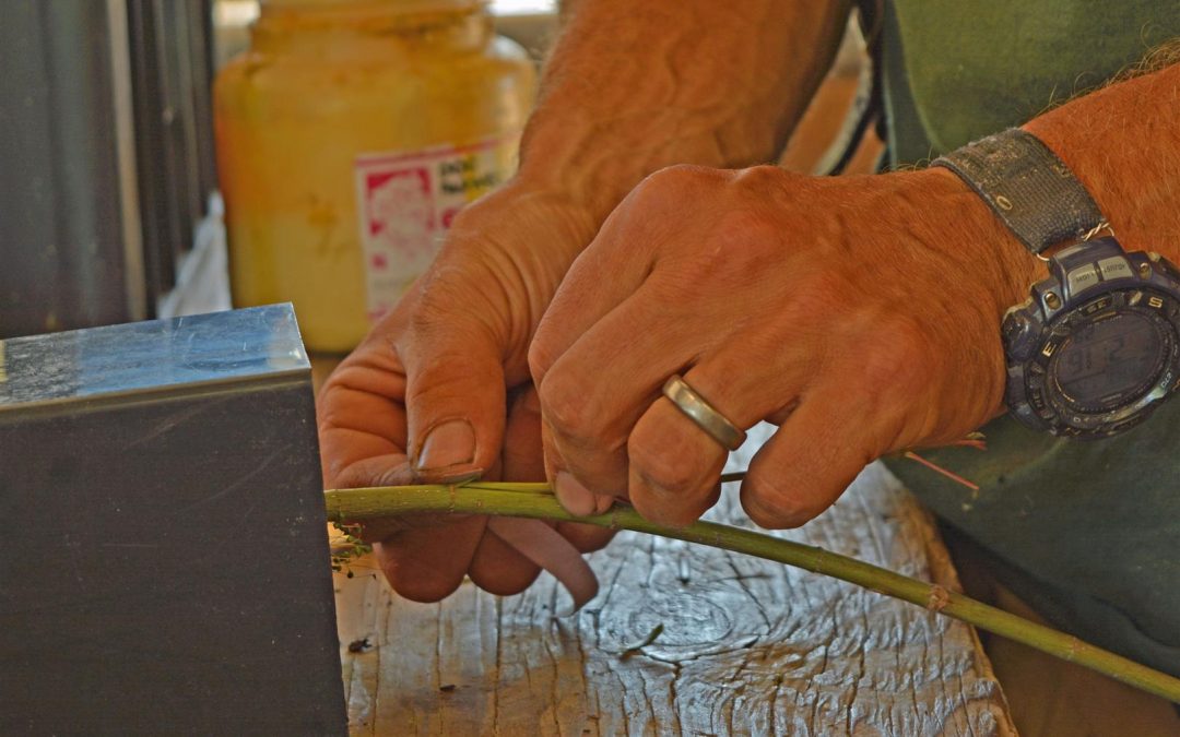 Grafting Japanese Maples