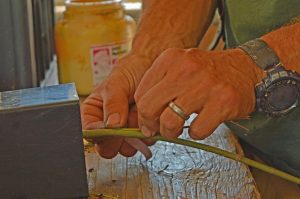 Grafting Japanese Maple