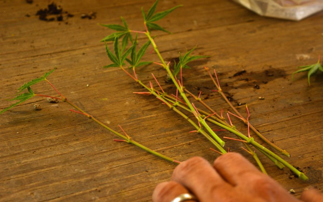 How We Graft Japanese Maples