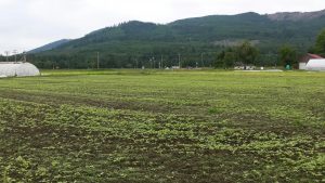 New buckwheat sowing