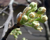 Pear blossoms just separating