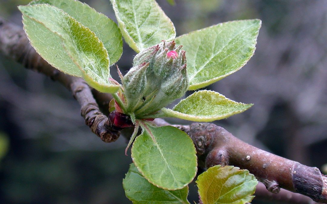 Apple and Pear Scab