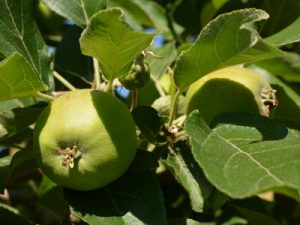 Same cluster after removing most of the apples