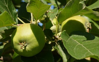 Thinning Season