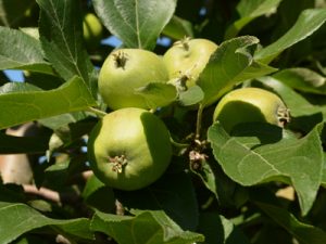 A cluster of apples set on one spur.