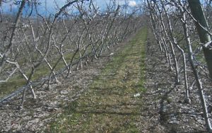 Central WA Orchard in V-trellis system