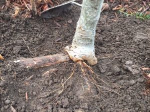 Scion rooted fruit tree