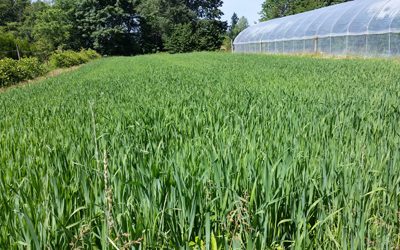 Summer Cover Crops