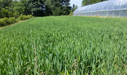 Summer Cover Crops