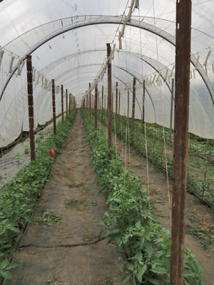 Growing Organic High Tunnel Crops for Market