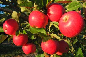 Akane apples