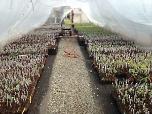 Propagation house filled with new grafts.