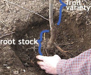 Rootstock, defined
