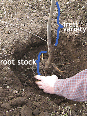 Rootstock, defined