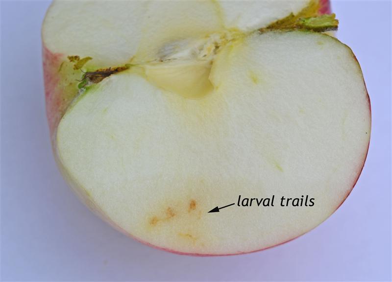Apple maggot on sale