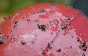 Apple maggot on sticky trap