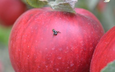 Apple Maggot Update