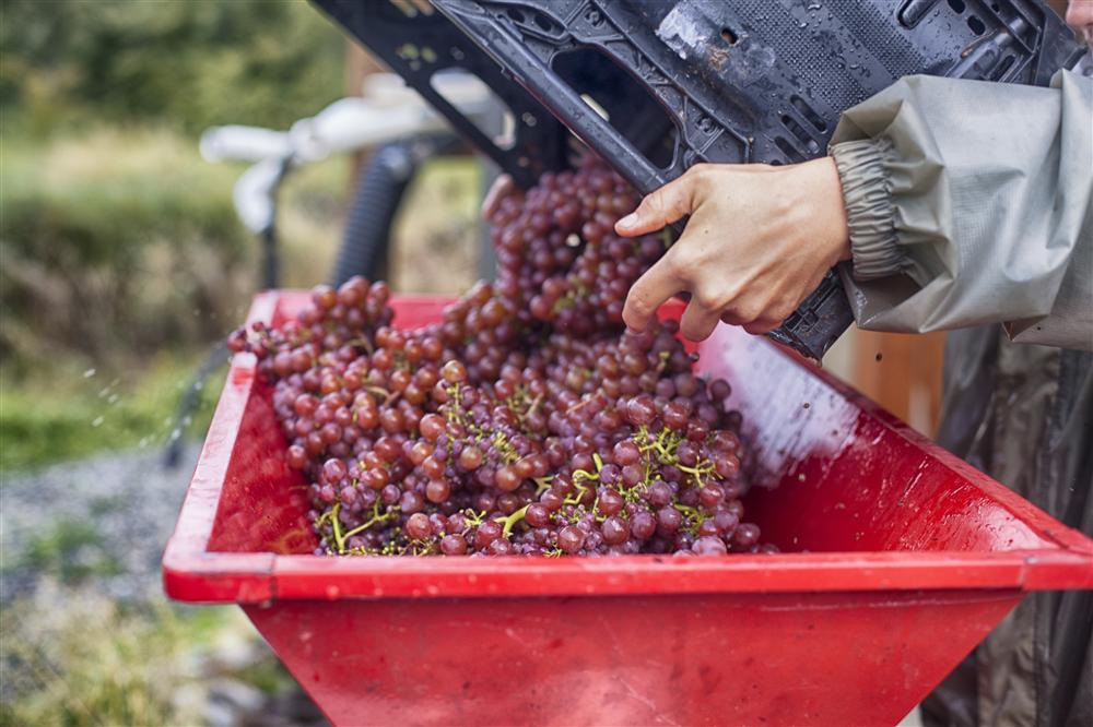 Grapes-Wine making