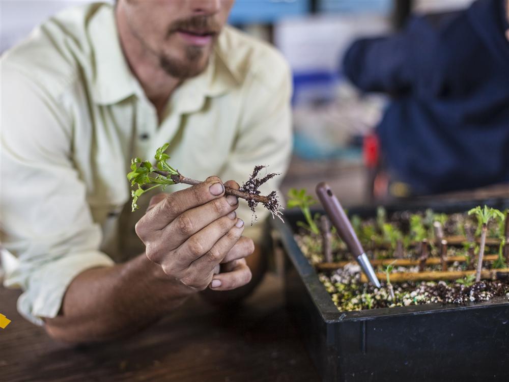 Winter Propagation: Hardwood Cuttings