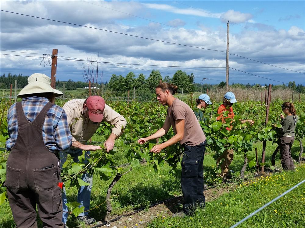 Summer Care for Orchard & Vineyard Workshop