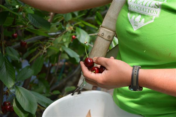 Advanced Stone Fruit Growing, Two Part Hands-On Course