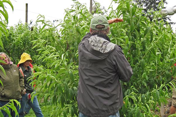 Growing Stone Fruits: Cherries, Peaches, & Plums