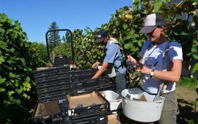We’re Looking For A Post-Harvest Coordinator/Nursery Assistant!