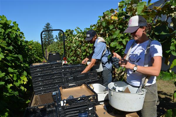 Growing Organic Seedless grapes for Market Farmers