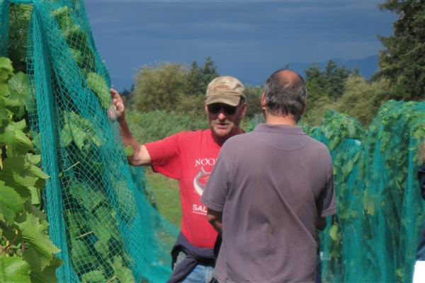 Growing Wine Grapes