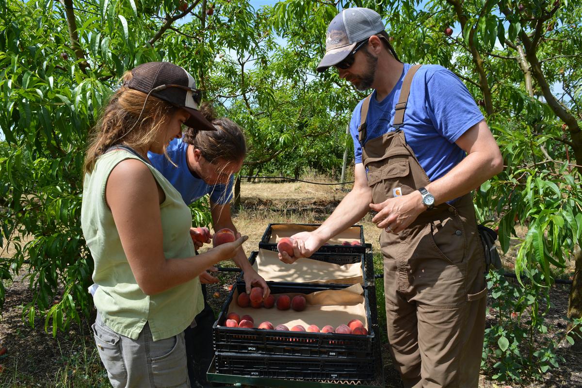 Growing Organic Peaches for Market Farmers