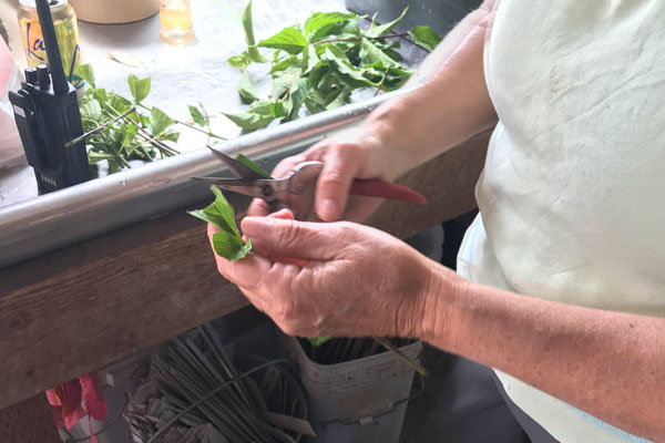 Summer Propagation: Softwood Cuttings