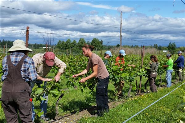 Summer Care in the Vineyard