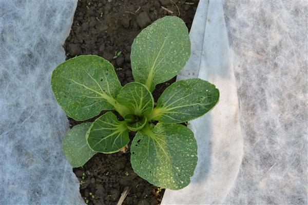 Plant Your Winter Vegetable Garden Now!