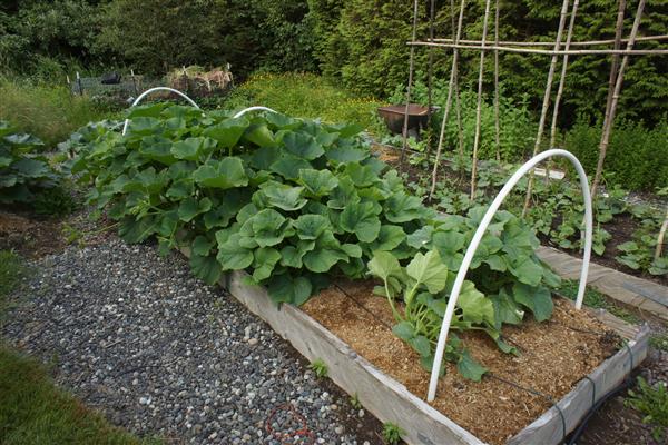 Learn to Grow a Vegetable Garden