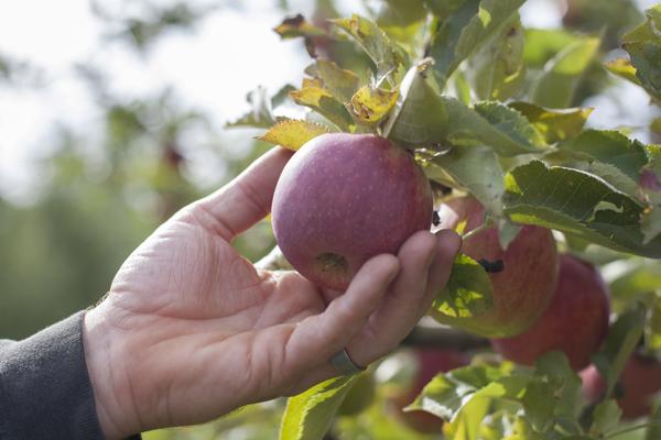 Beni Shogun Fuji Apple  Cloud Mountain Farm Center & Nursery