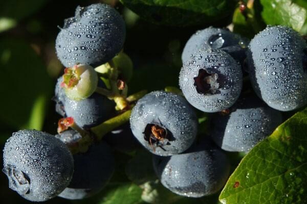 Small Fruit Plants- Berries, Cane Fruit, Kiwis