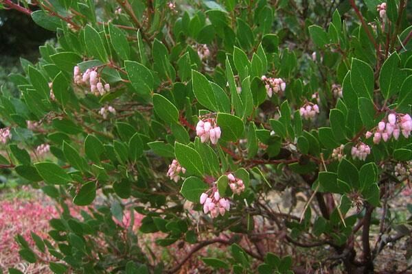 Broadleafed Evergreens