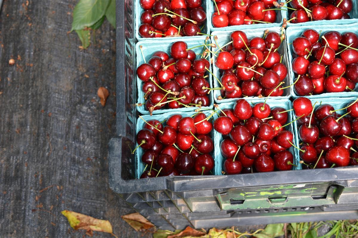 sweet cherries politics farm stands divides