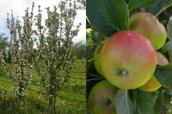 Columnar Apple Trees