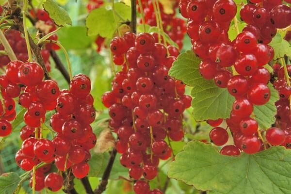 Currants & Gooseberries