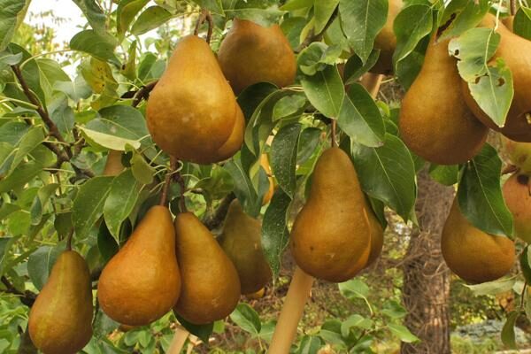 European Pear Trees