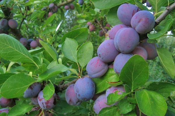 European Plum Trees