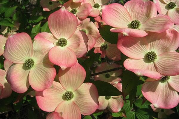 Flowering Garden Trees