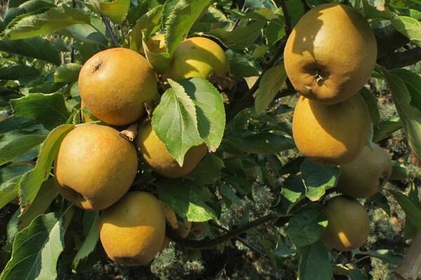 Heirloom Apple Trees